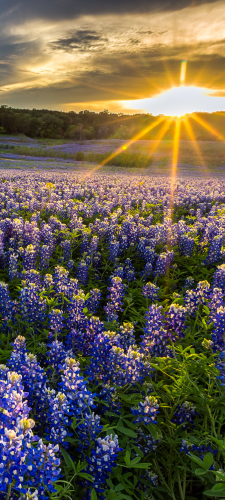 HealthPlans for Texas: Field of Bluebonnets at Muleshoe Bend.